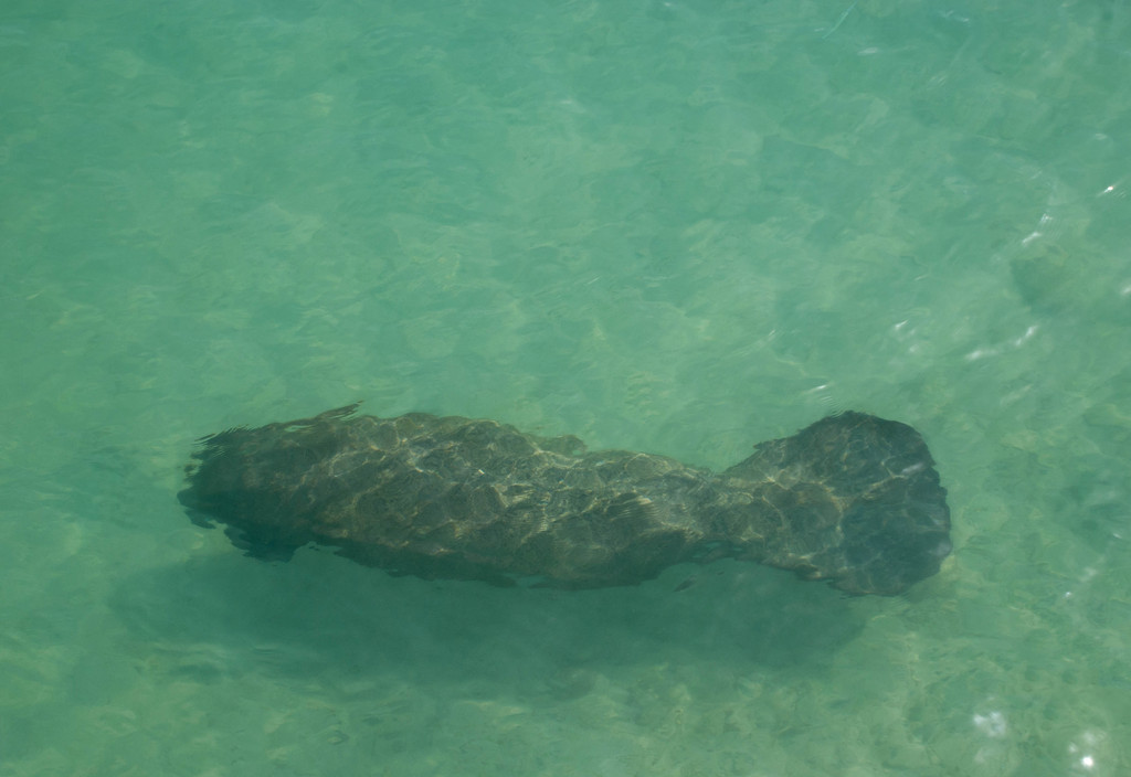 Manatee