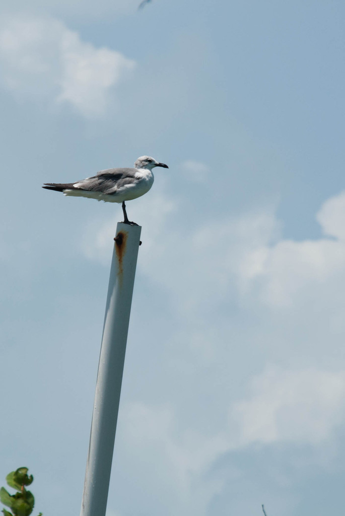 Seagull Seagull