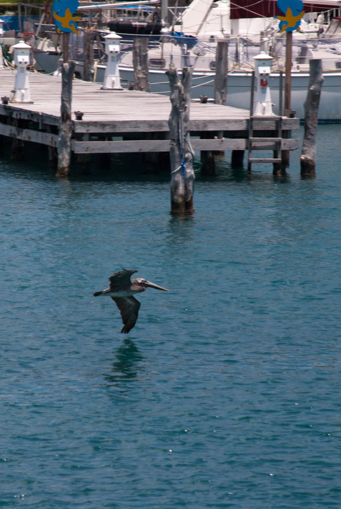 Pelican Pelican