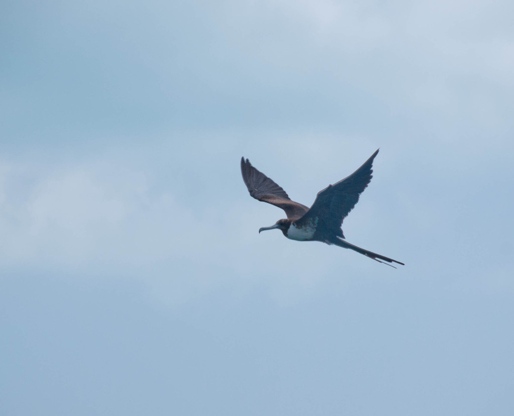 Cormorant? Cormorant?