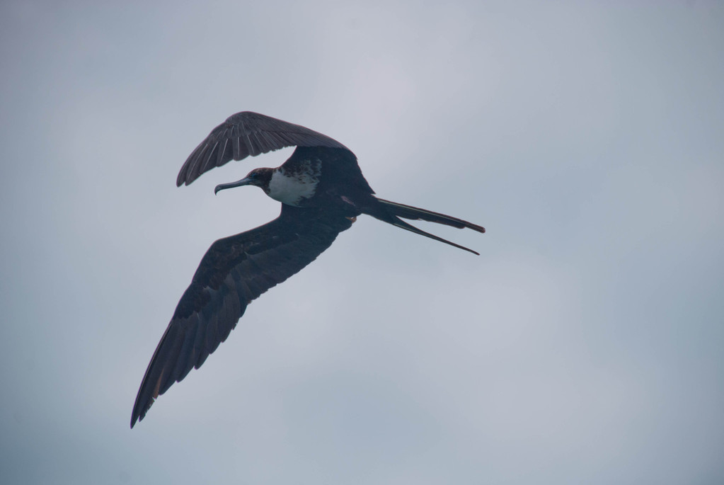 Cormorant? Cormorant?