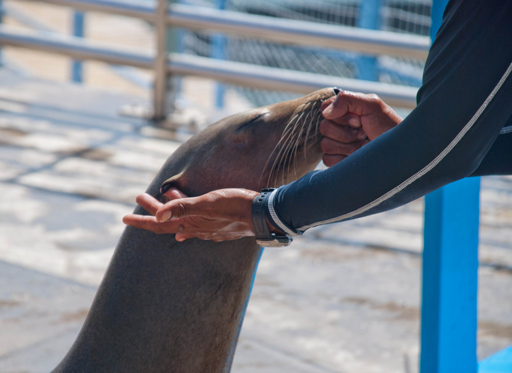 Sealions have ears (seals don't) Sealions have ears (seals don't)