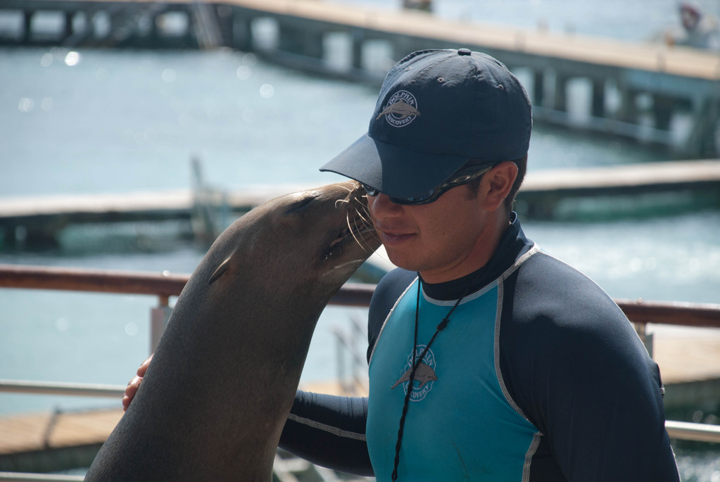 Sealion kiss Sealion kiss