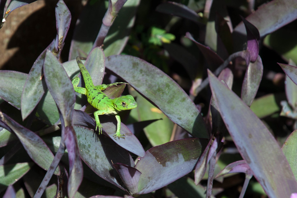 Lizard