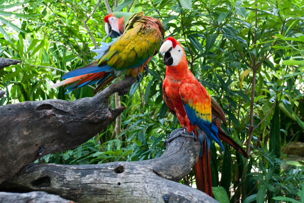 Polly want a cracker?