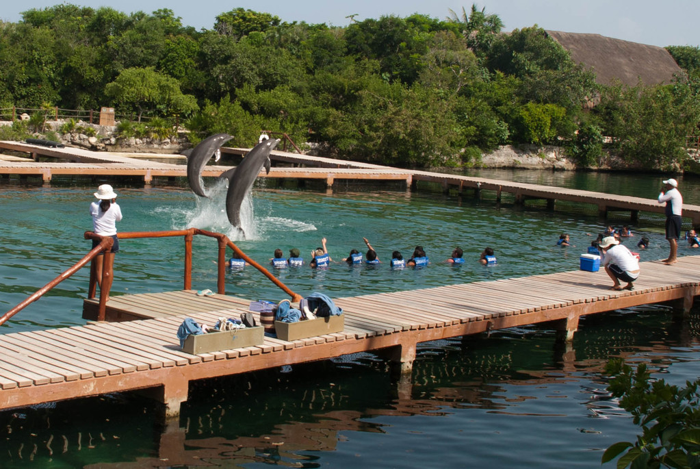 Dolphins