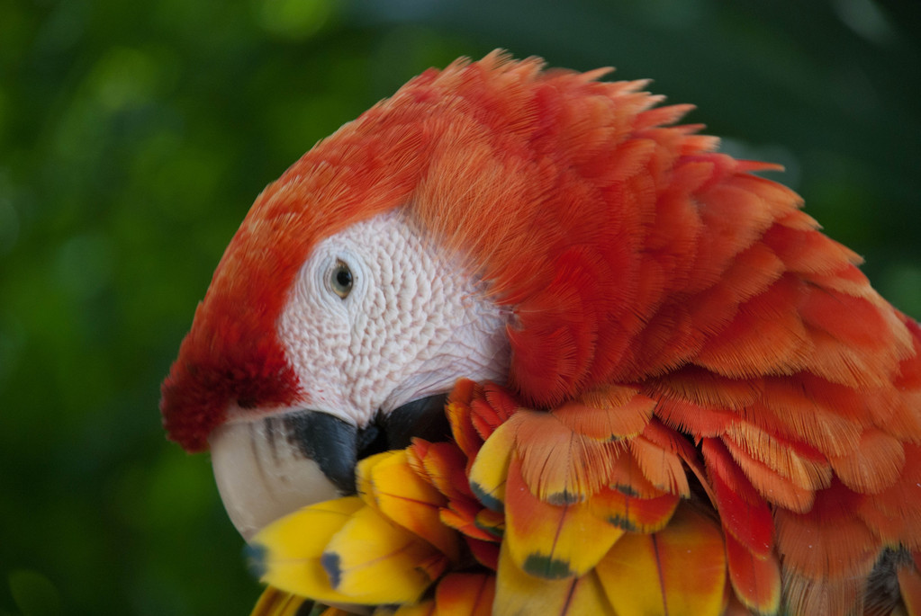 Polly want a cracker?