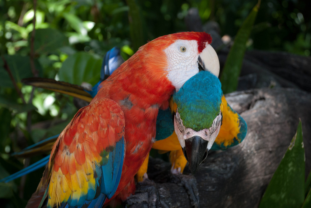Polly want a cracker?