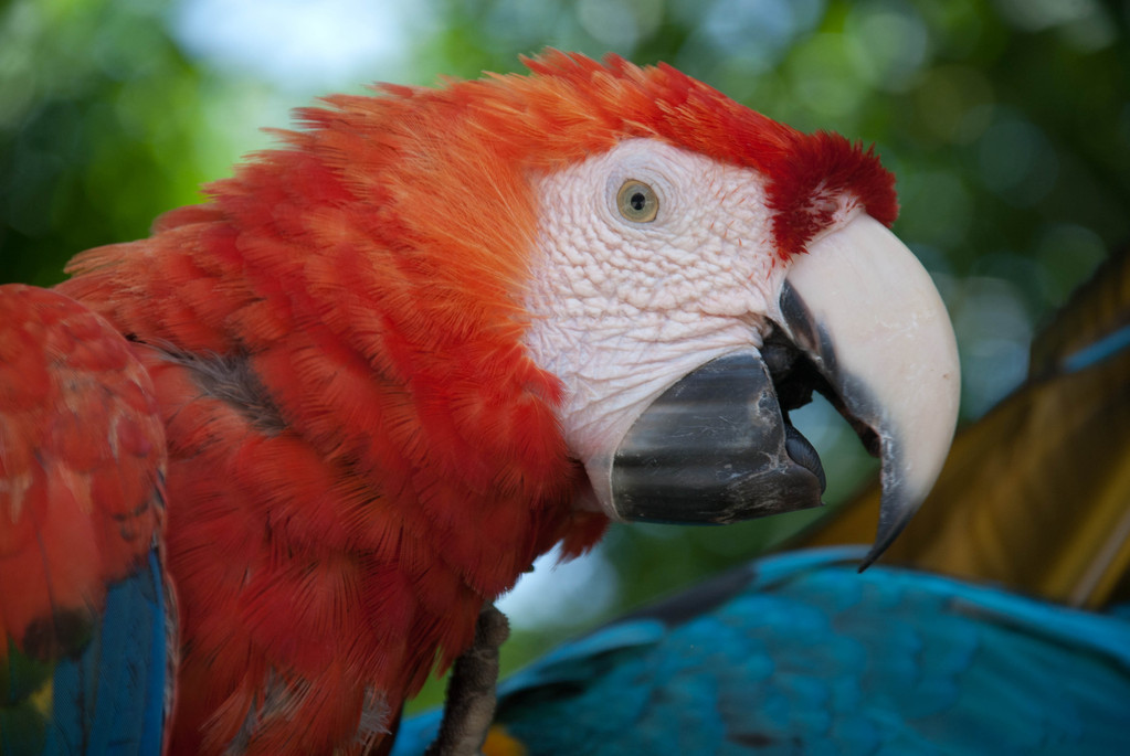Polly want a cracker?
