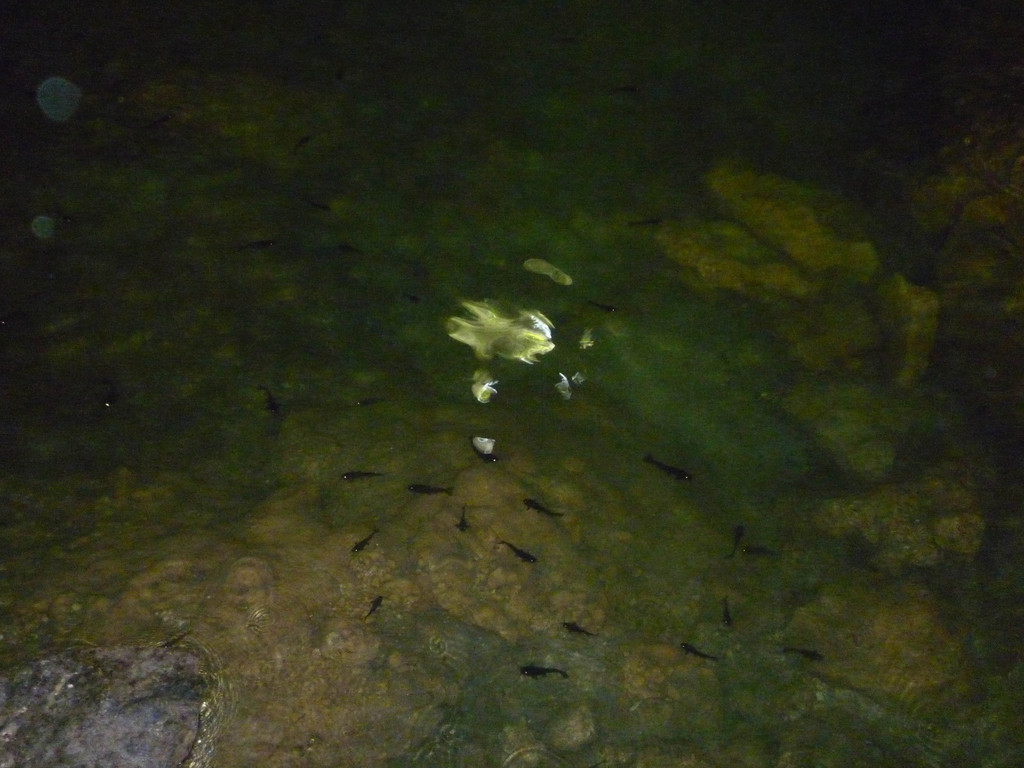 Cenote