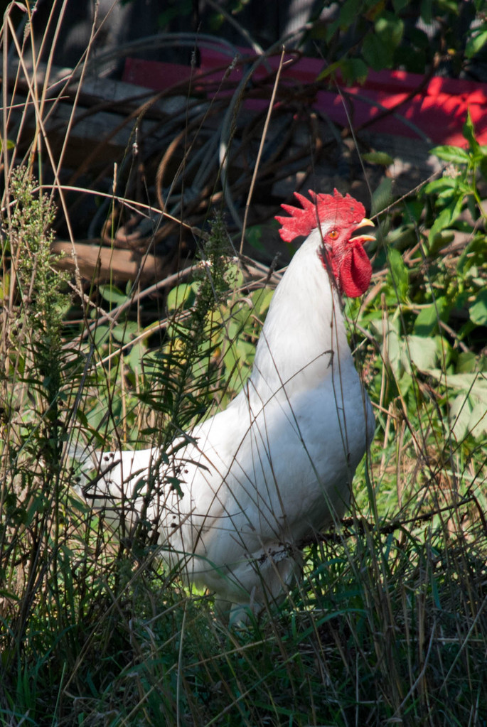 Rooster