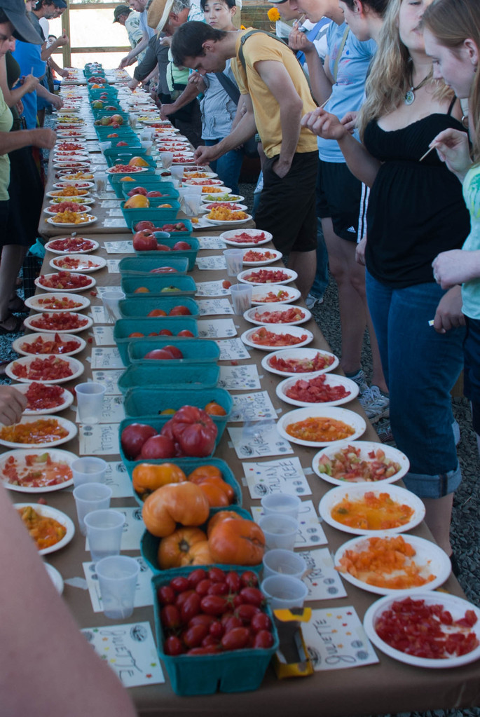 Tomato tasting (first table)