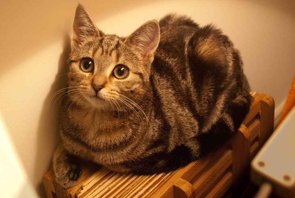 Mitzi Mitzi