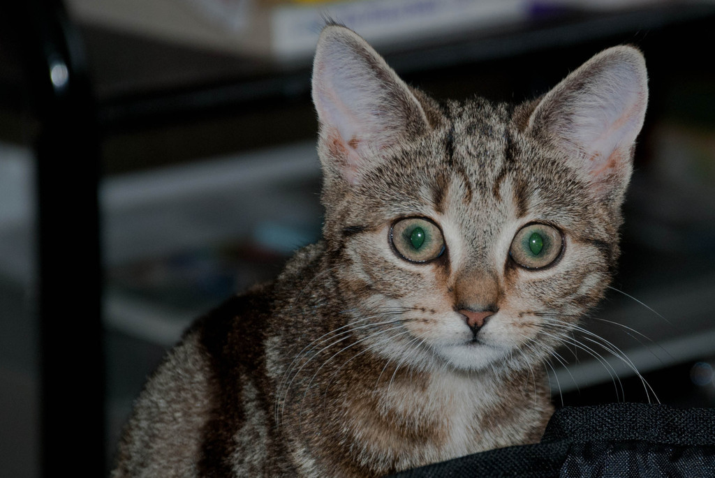 Mitzi Mitzi