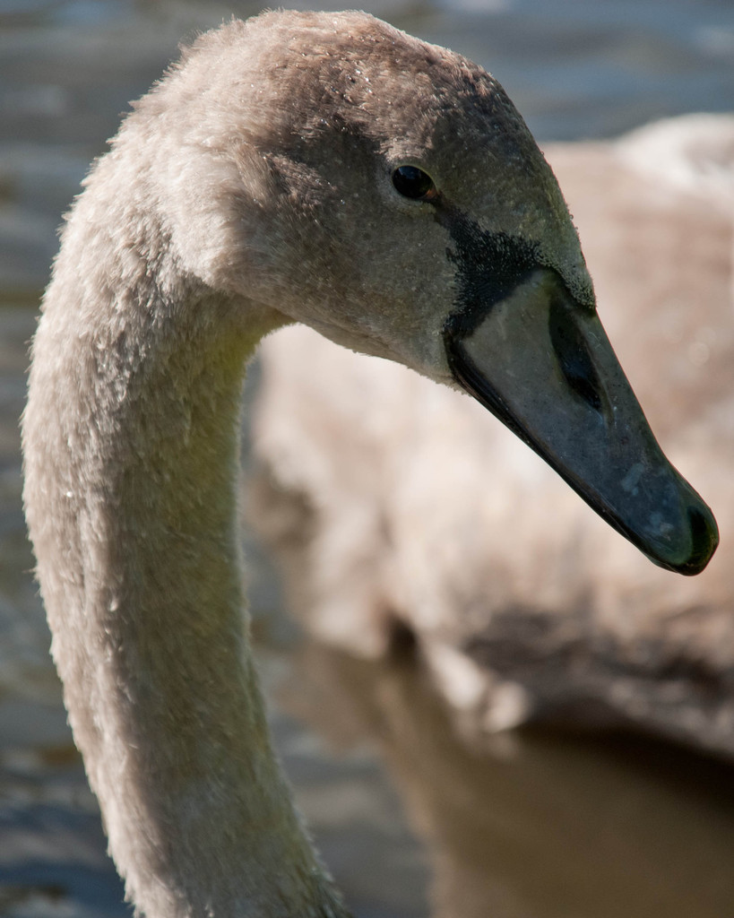 Cygnet Cygnet