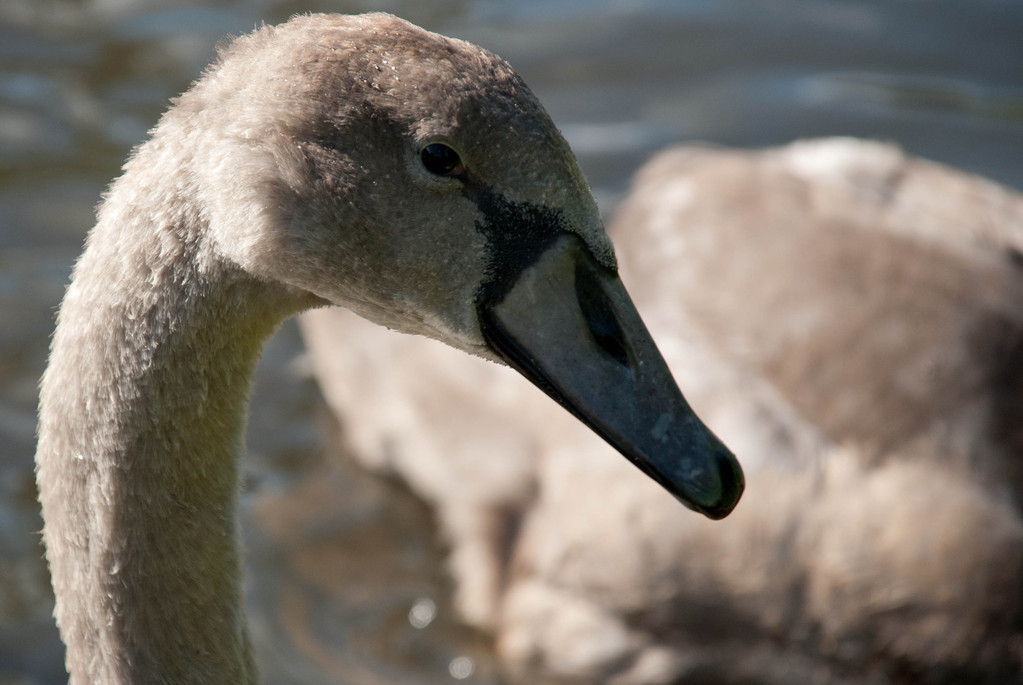 Cygnet Cygnet
