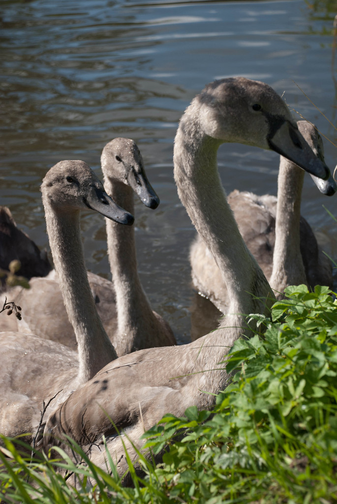 Cygnets Cygnets