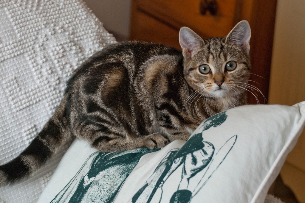Mitzi Mitzi