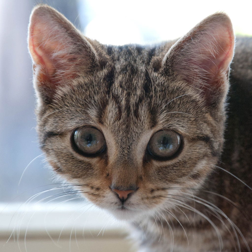 Mitzi Mitzi