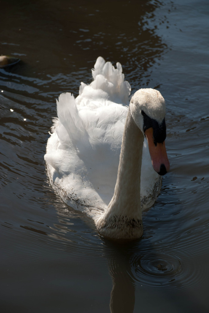 Swan Swan