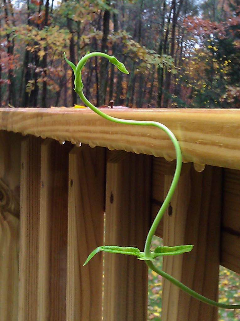 Reaching until the first hard frost