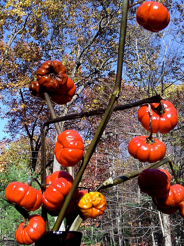 Pumpkins on a stick?