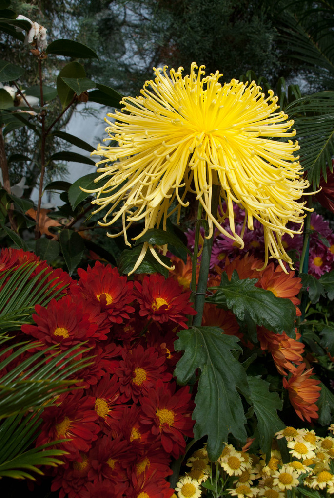 Chrysanthemum Chrysanthemum
