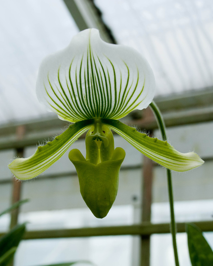 Orchid Orchid