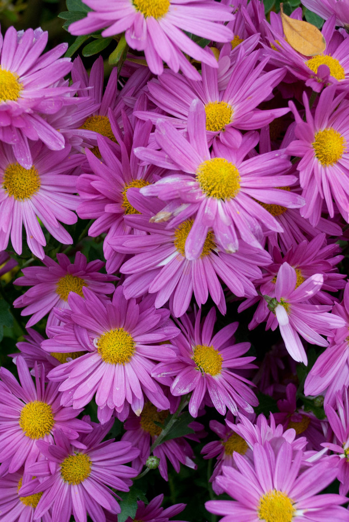 Fuscia Fuscia