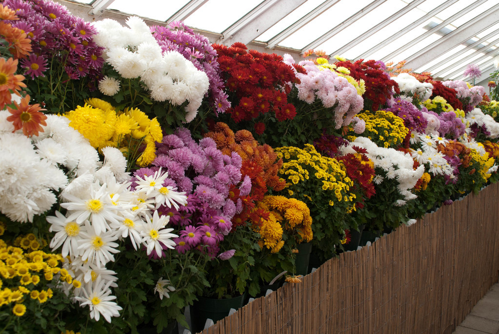 Chrysanthemums
