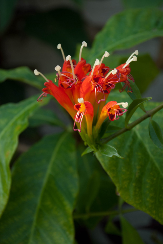 Red orchid Red orchid