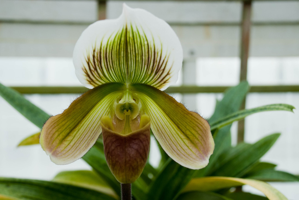 Orchid