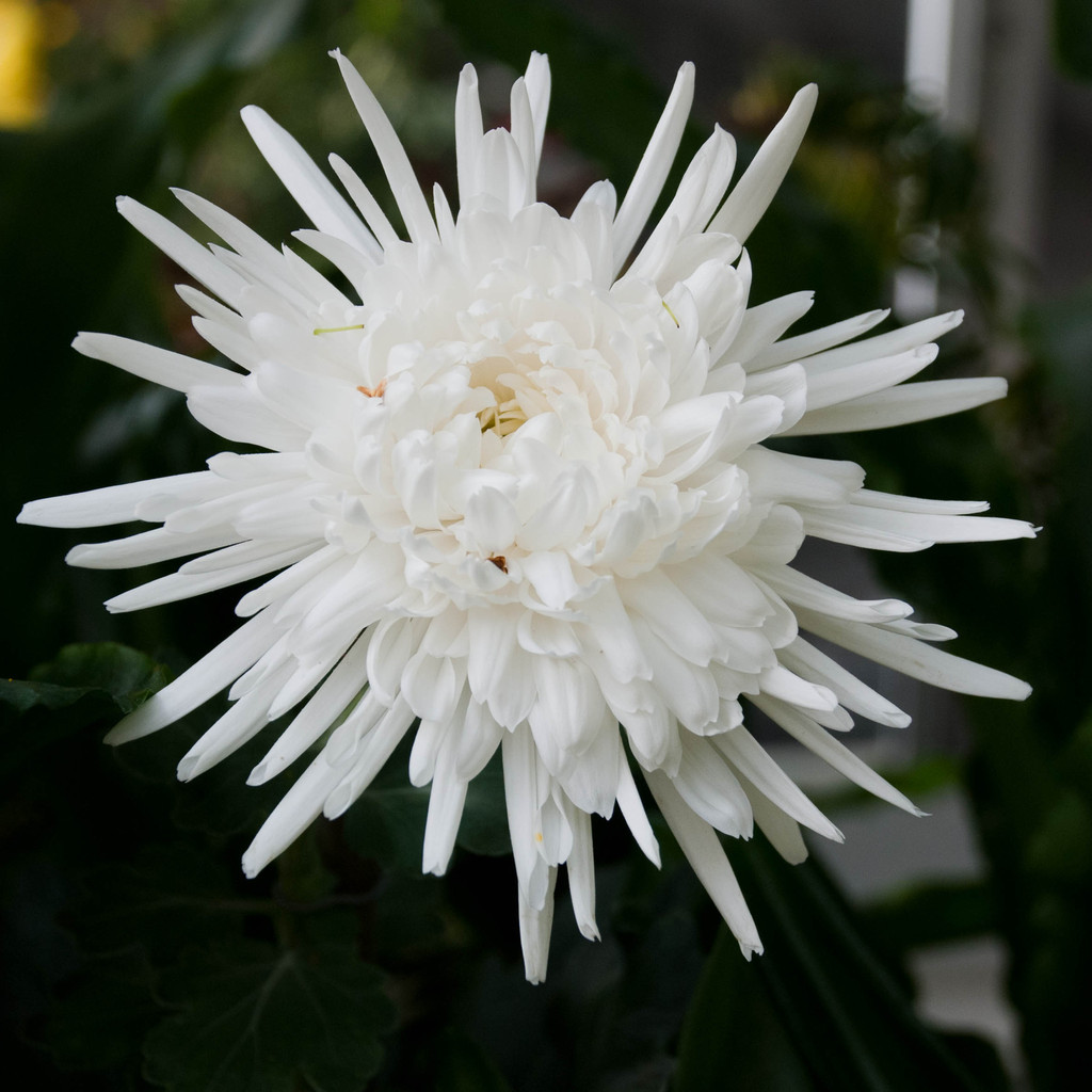Chrysanthemum