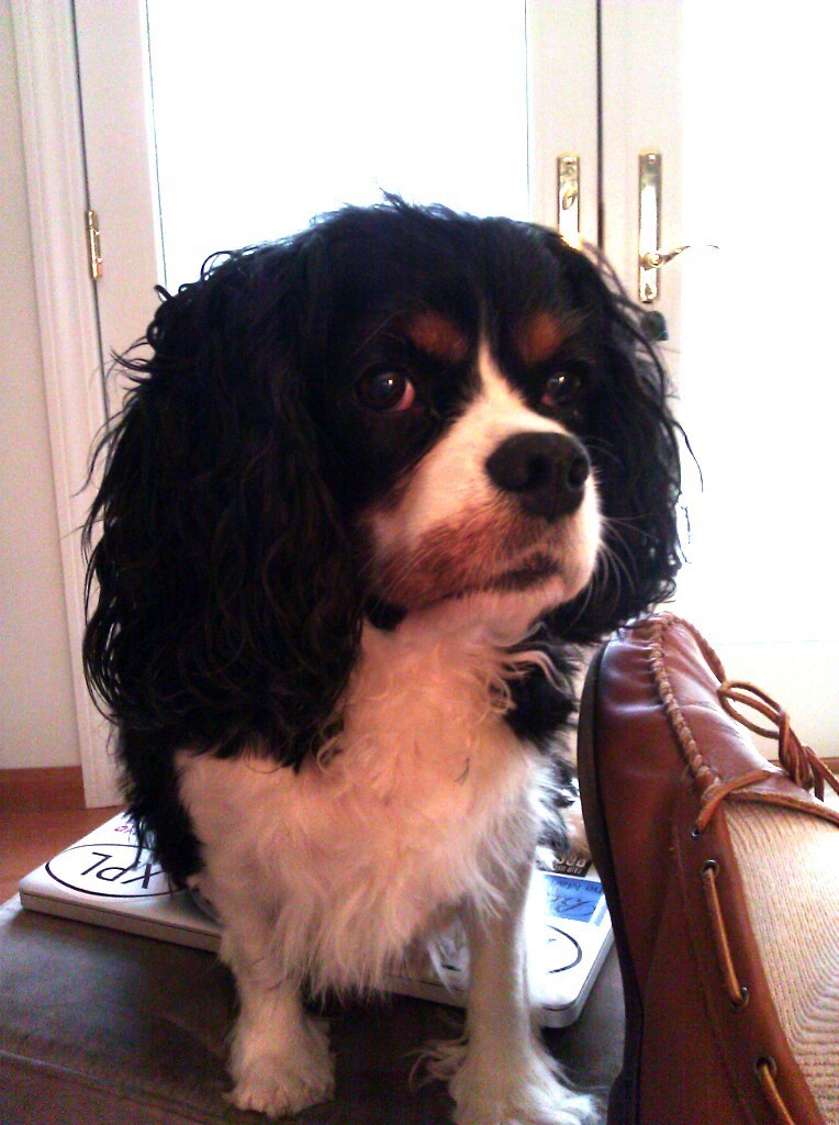 Ralphie watching my cinnamon bun