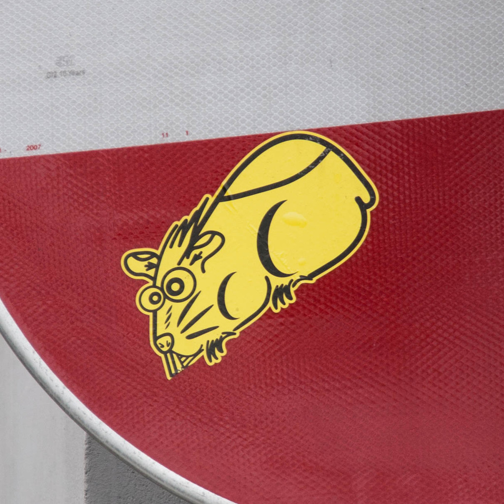 Rat