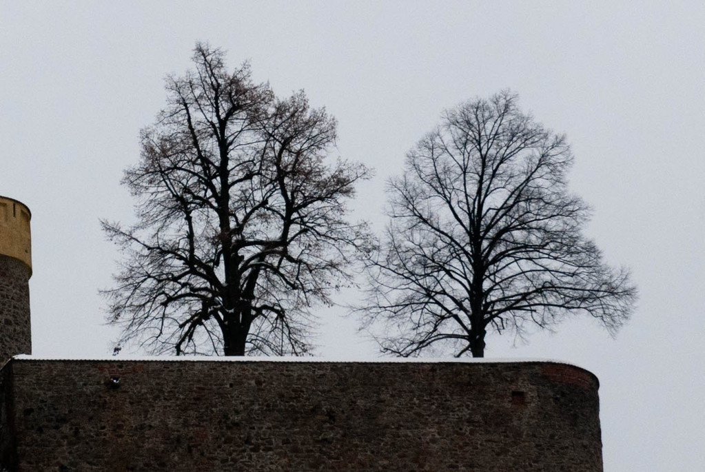 Trees
