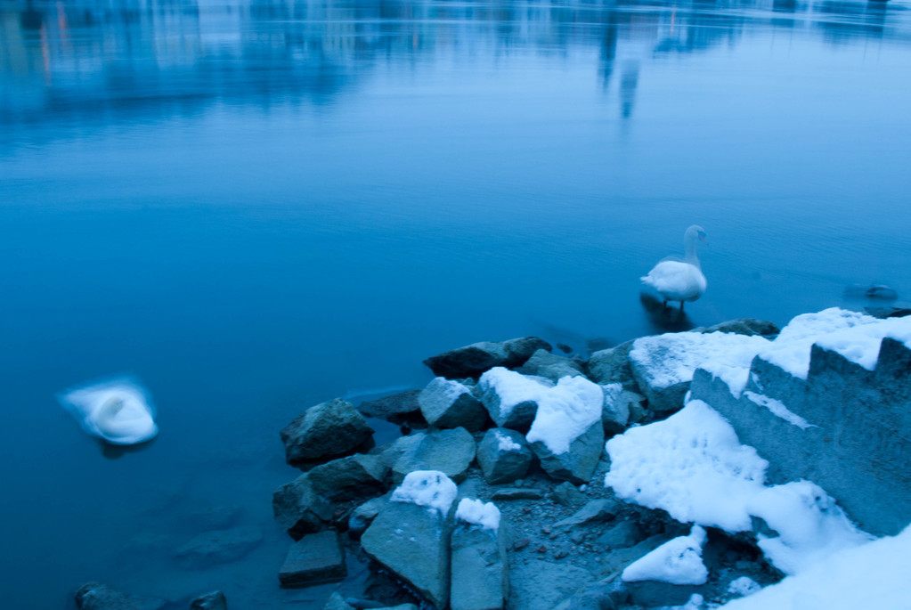Swans at night