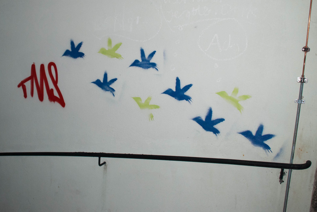Birds