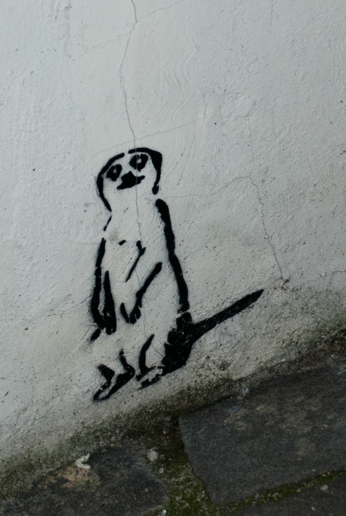 Meerkat