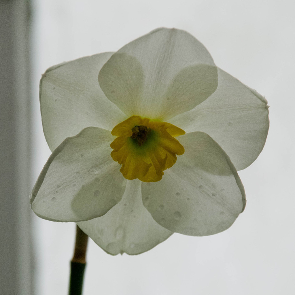 Smith College Bulb Show 2011