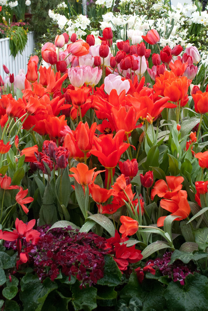 Smith College Bulb Show 2011 Smith College Bulb Show 2011