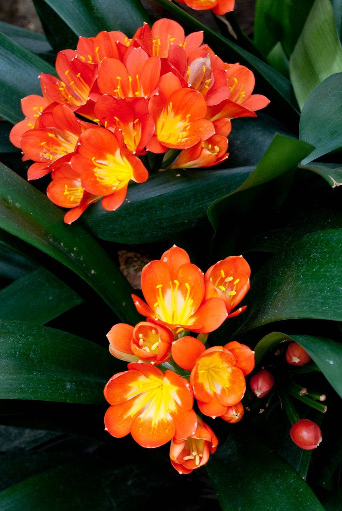 Smith College Bulb Show 2011 Smith College Bulb Show 2011