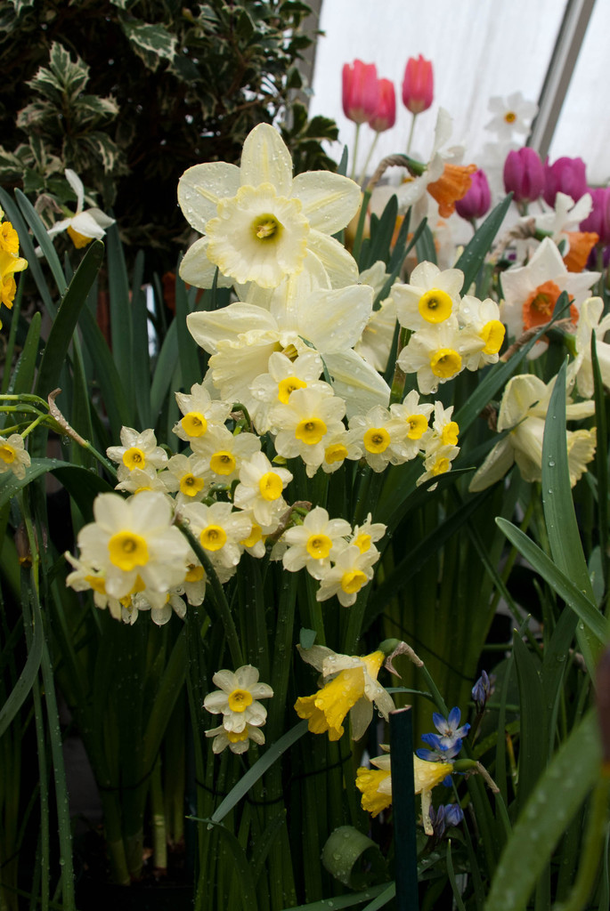 Smith College Bulb Show 2011 Smith College Bulb Show 2011