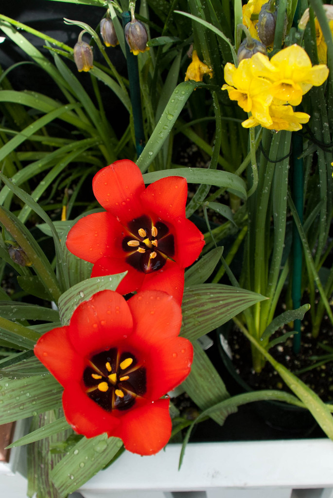 Smith College Bulb Show 2011 Smith College Bulb Show 2011