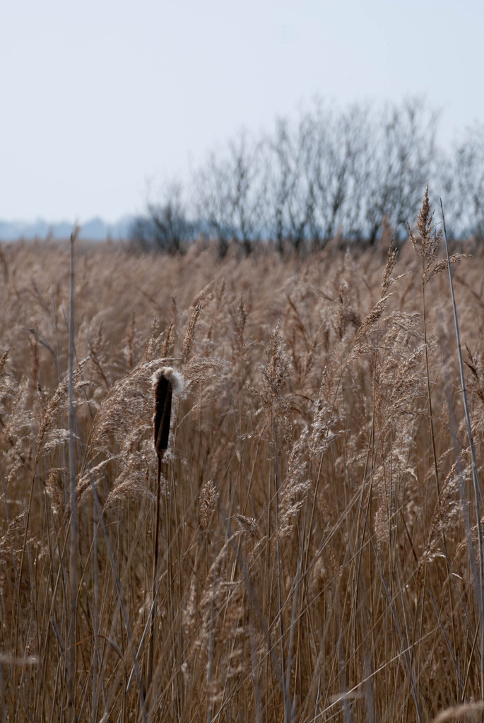 Reeds Reeds