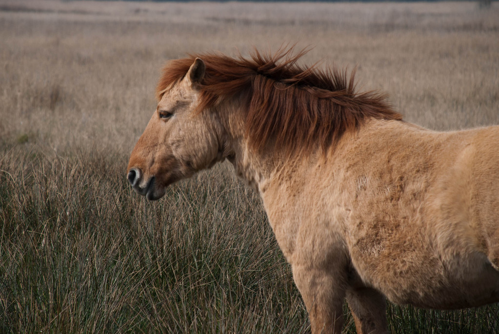 Wild pony