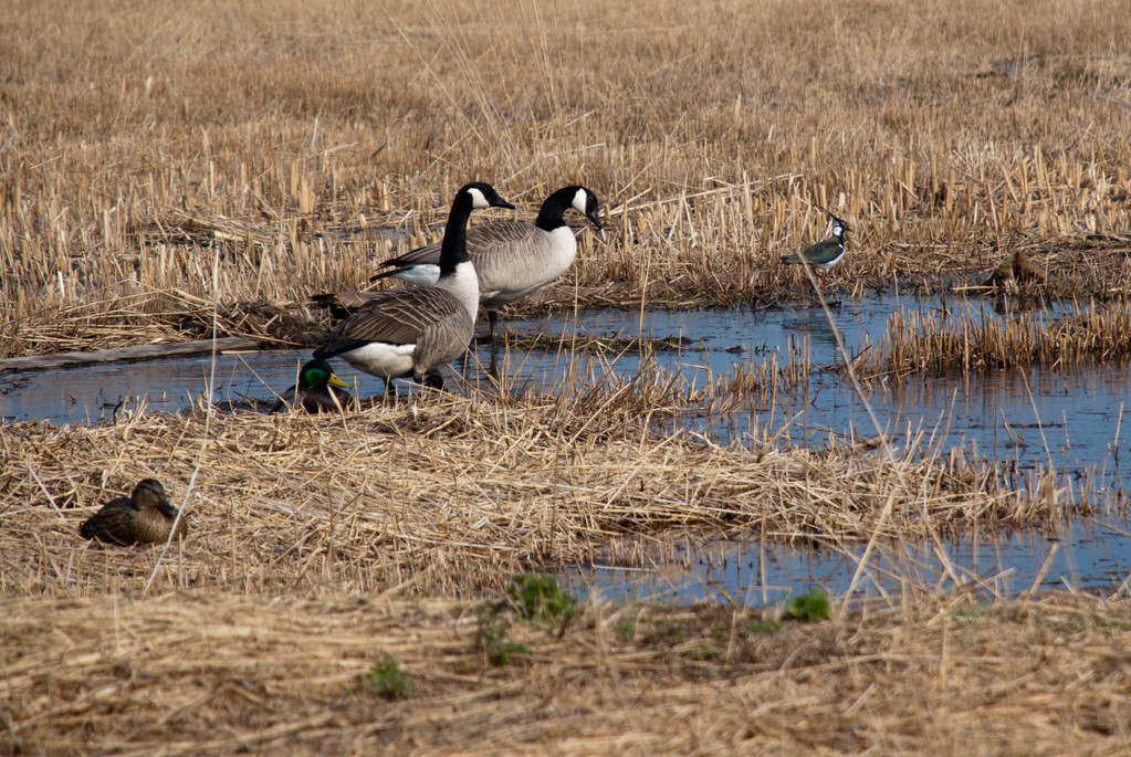 Birds Birds