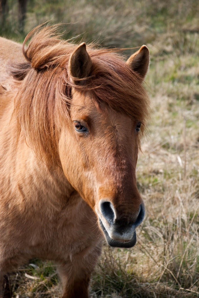 Wild pony Wild pony