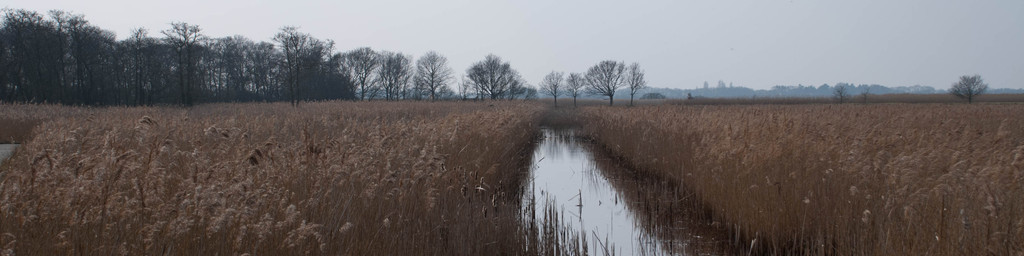 Reed bed Reed bed