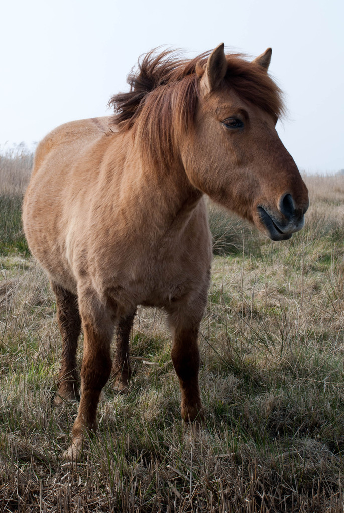 Wild pony